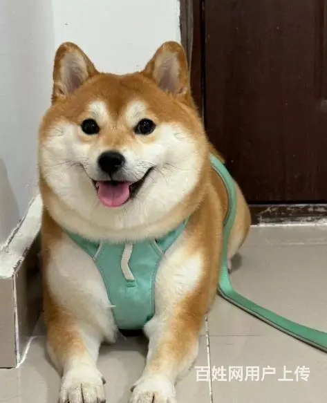 广州大型犬舍基地专业繁殖泰迪比熊博美柯基柴犬法斗 - 图片 4