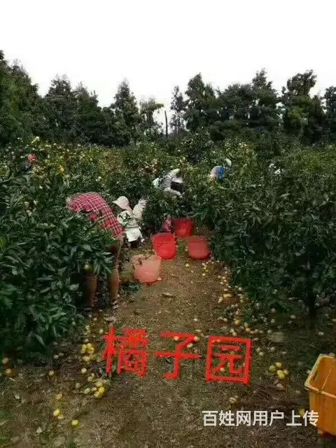 出国劳务费用低 - 图片 5
