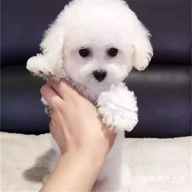 绍兴【*推荐】泰迪犬舍‖泰迪养殖场 - 图片 4