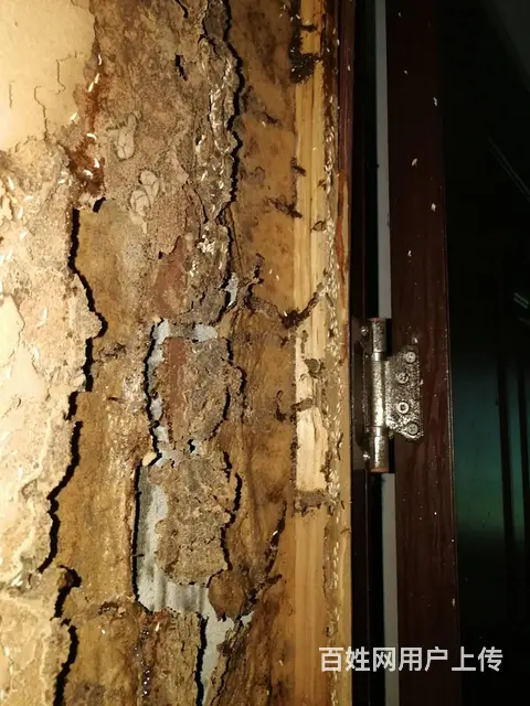 绵竹白蚁防治掉黑色翅膀的蚂蚁是白蚁灭飞蚂蚁 - 图片 3