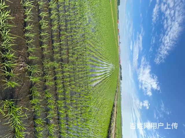 黑龙江稻花香大米 - 图片 5