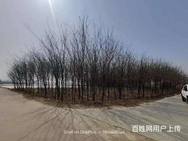 二十亩皂角树十年大树大批出 - 图片 1