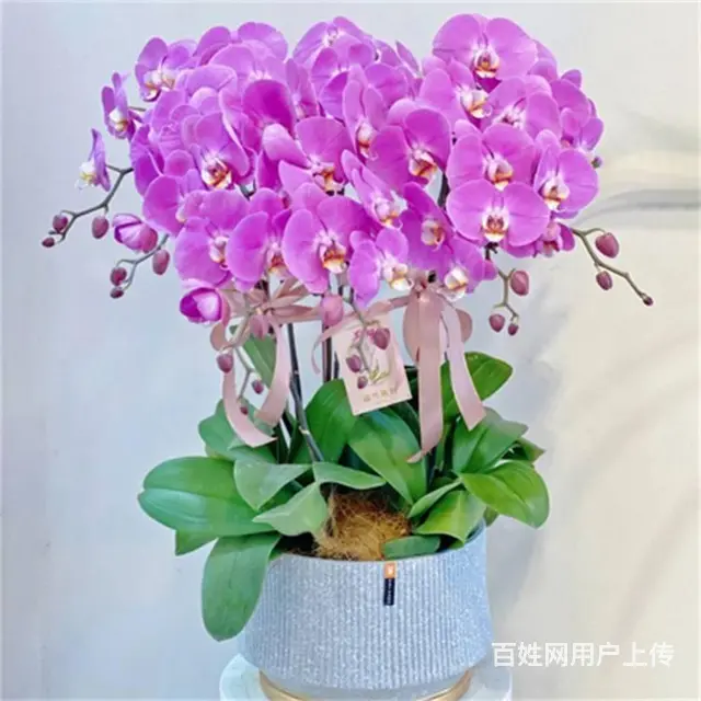 苏州苏小朵绿植租赁 盆栽绿植出租 基地直接配送 - 图片 7