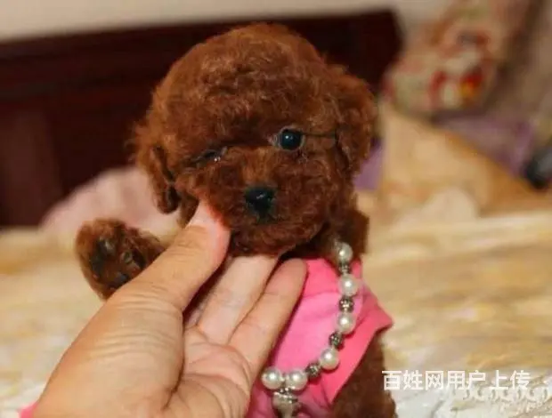 广州纯种迷你贵宾犬价格 狗舍直销 包纯种健康签协议 - 图片 1