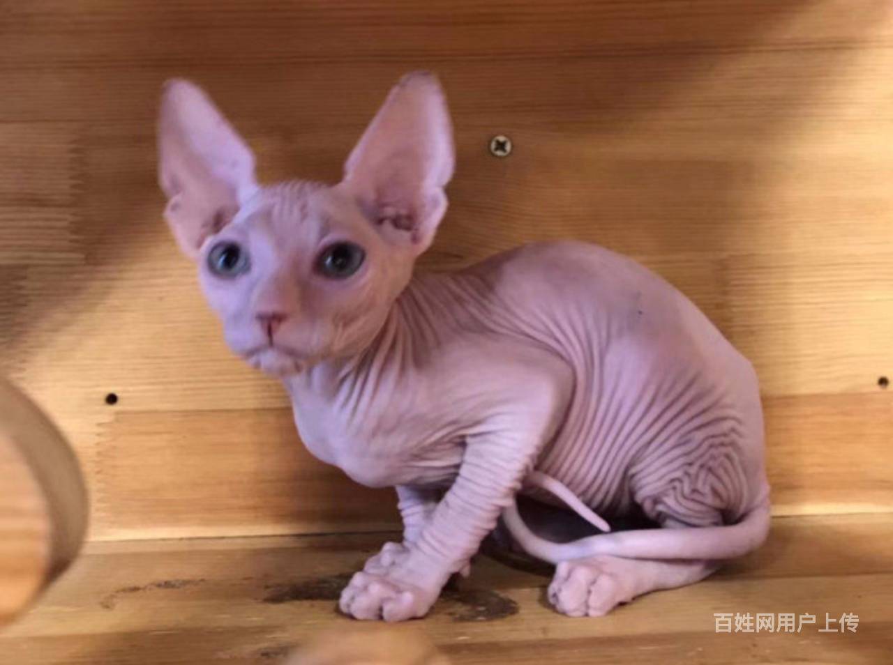 洛阳自家繁育斯芬克斯 白皮蓝眼精灵健康保障