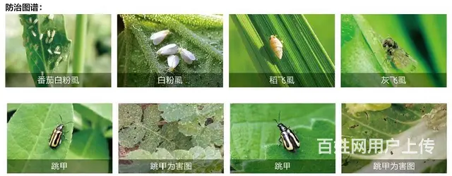 白粉虱防治方案抗性白粉虱解决方案杀虫杀卵 - 图片 7