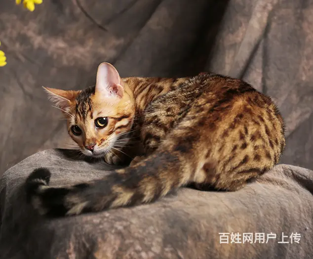 宿州专业繁殖孟加拉豹猫猫血统纯正 品质到位 - 图片 4