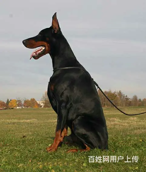 【货到付款】阿克苏杜宾犬哪里有 完美杜宾血统赛级挑选 - 图片 1