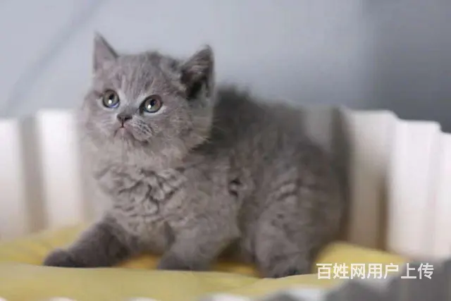 哪里有蓝猫卖的 蓝胖子多少钱一只 蓝猫温顺吗 - 图片 1