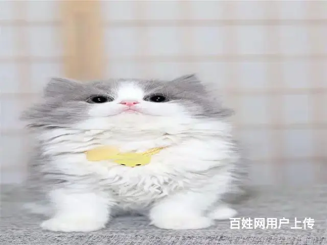 常州猫舍蓝白多少钱一只哪里有本地买自家猫舍繁殖 - 图片 2