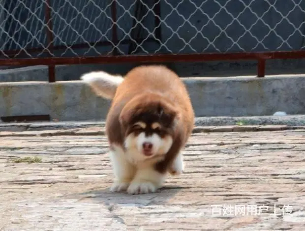 巨型阿拉斯加幼犬 颜色齐全 保纯保健康 可全国发货 - 图片 6