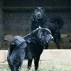 哪里有藏獒卖藏獒多少钱哪里可以买到藏獒