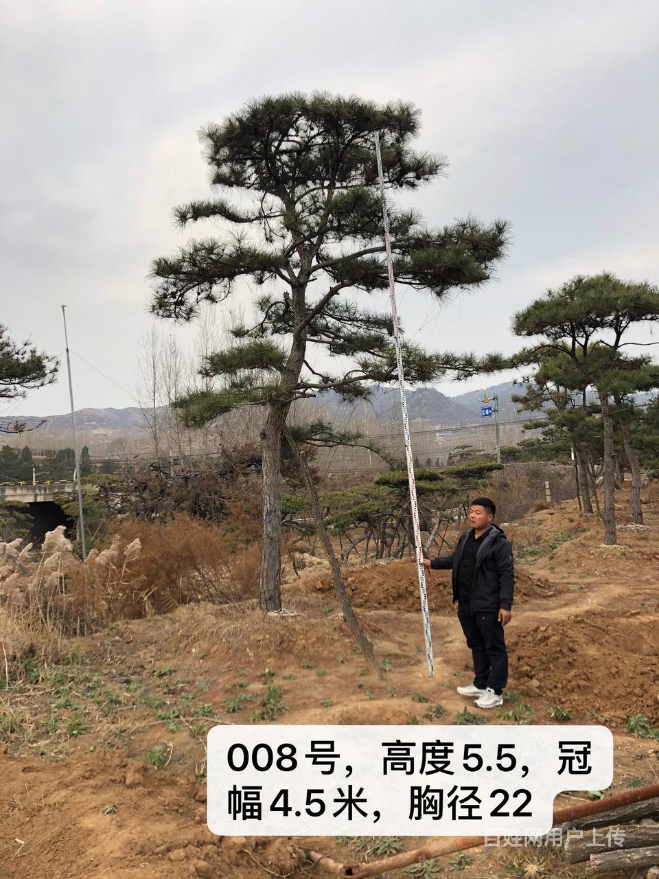 【图】- 资讯;铜川地径23公分造型油松合作社 - 铜川耀州鲜花盆景