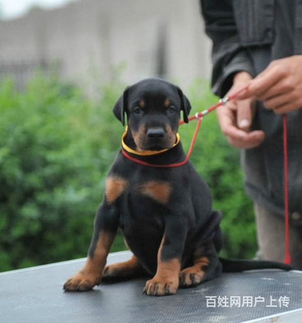 吉安市杜宾基地在什么地方杜宾纯种多少钱