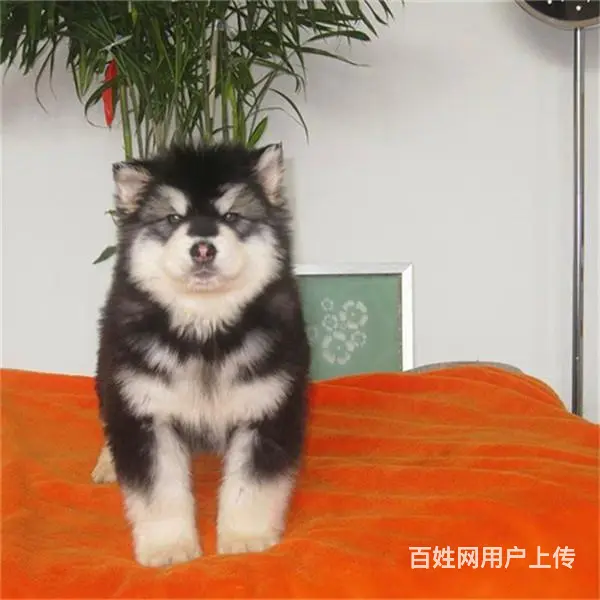 长春阿拉斯加哪里买 阿拉斯加在什么地方购买 - 图片 9