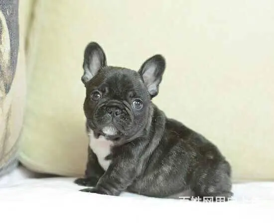 纯种高品质法国斗牛犬出售 黑色奶油色 买狗送宠物用 - 图片 2