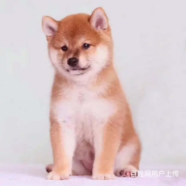 纯种日本柴犬多少钱 北京哪里有卖柴犬 纯种柴犬价格 - 图片 4