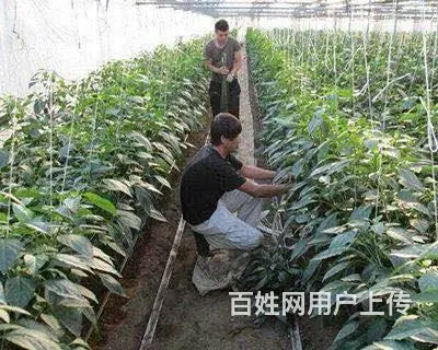 高薪急招！（加拿大项目）正规保签-零费用！ - 图片 2