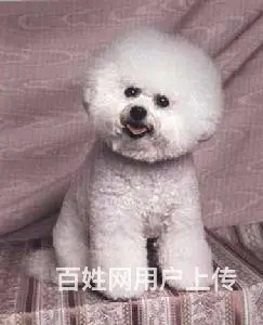 纯种比熊幼犬出售 驱虫疫苗已做好 全国送货上门 - 图片 3