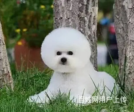 北京哪里有卖纯种比熊幼犬 比熊多少钱一只 - 图片 2