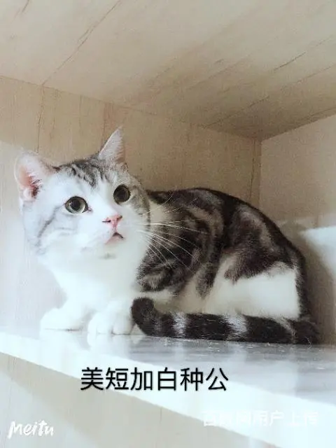 各品种猫借配 - 图片 2