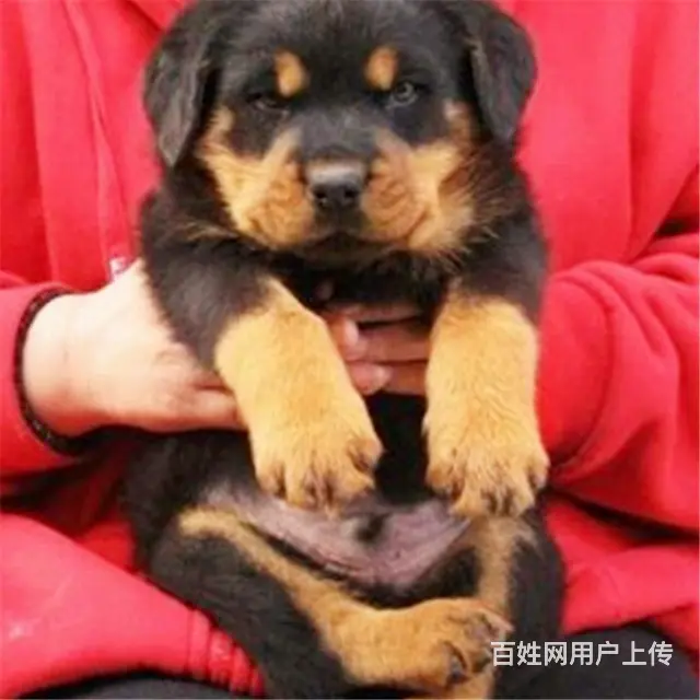 金昌【*推荐】罗威纳犬舍‖罗威纳养殖场 - 图片 9