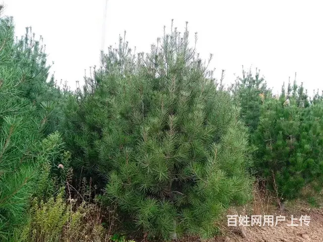 专业种植优质白皮松 - 图片 1