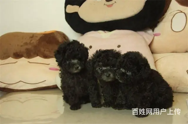 韩版茶杯泰迪熊幼犬出售 保纯保质保健康 可送货 - 图片 6