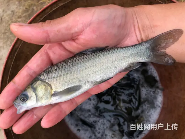 草鱼苗，大量供应各种淡水鱼苗 - 图片 2