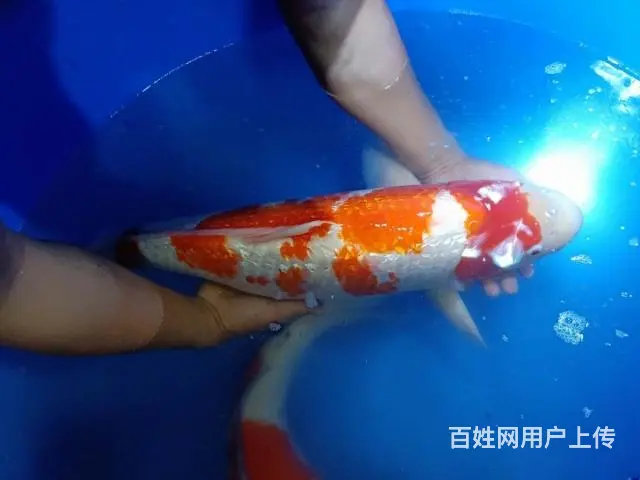 苏州锦鲤养殖场常年出售各类中高档优质锦鲤鱼 - 图片 4