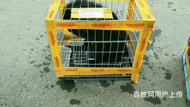 宿州中天宠物托运有限公司 - 图片 6
