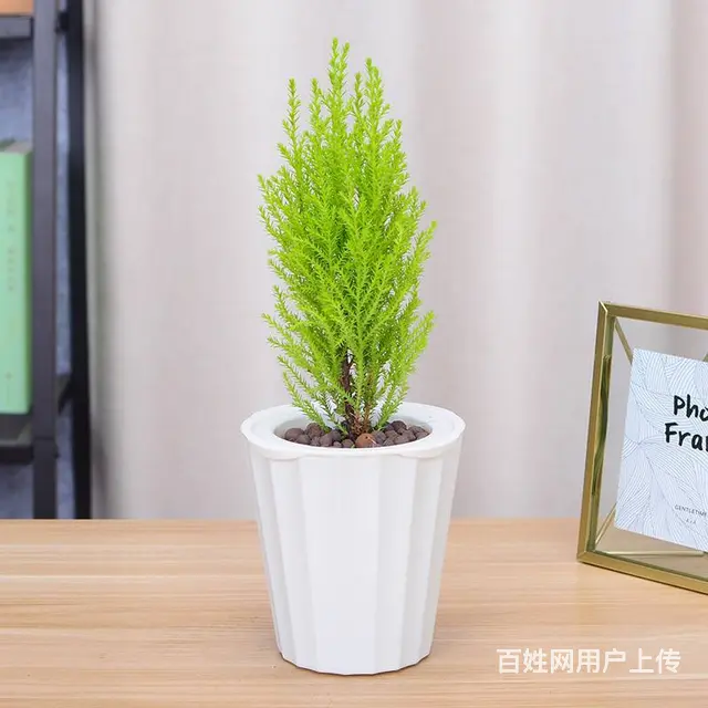 武汉家庭花木室外鲜花价格，武汉单位园林报价室内鲜花 - 图片