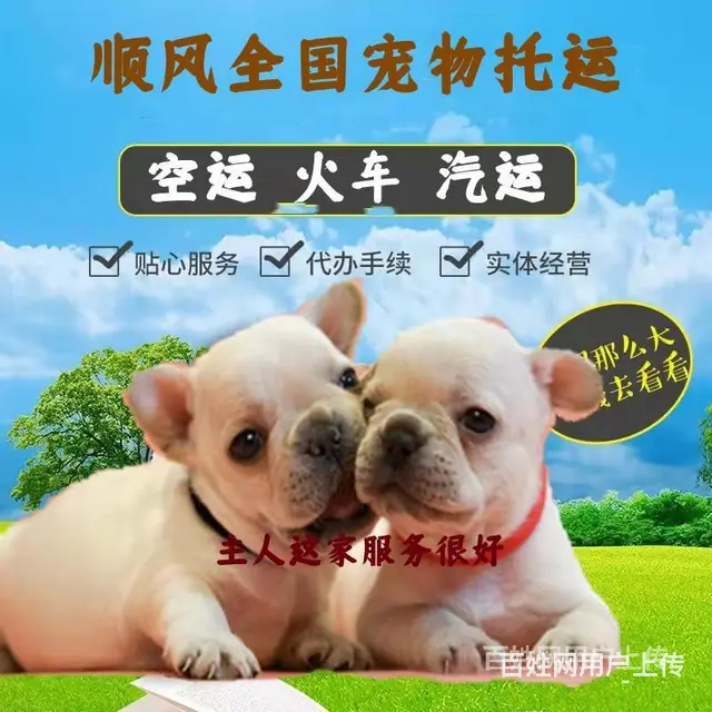 2022安宁市到全国）宠物托运（猫狗）邮寄快递（宠物活体运输 - 图片 5