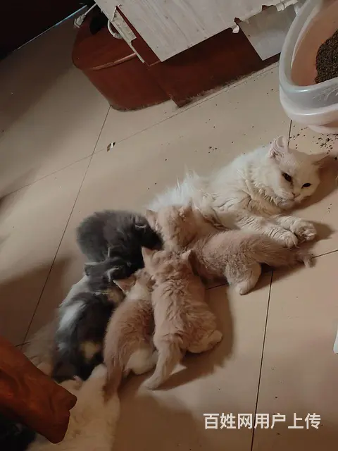 金吉拉英短一袋猫粮 - 图片 4