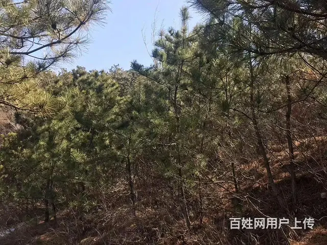 山林出售出租 - 图片 5