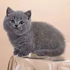 【货到付款猫舍】定西哪里有蓝猫 蓝猫图