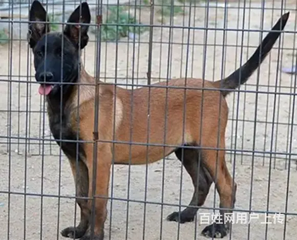 中卫哪儿有纯种马犬出售，纯种马犬多价位表 - 图片 12