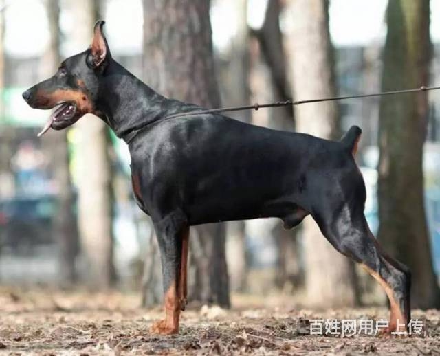 杜宾犬舍杜宾幼犬 哪吒血大骨量黑色和咖啡色均有的图片
