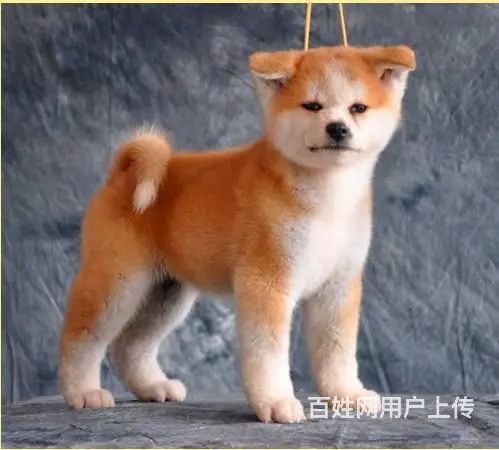 纯种日系秋田犬出售 忠犬八公 保纯种健康 欢迎来参 - 图片 6