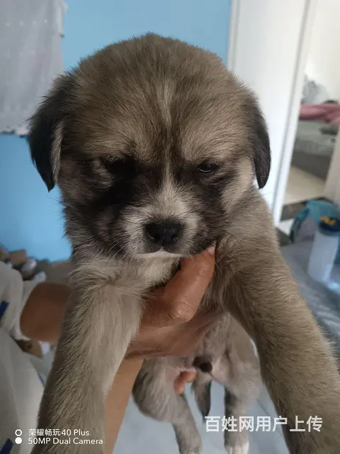 结缘狗狗 - 图片 2