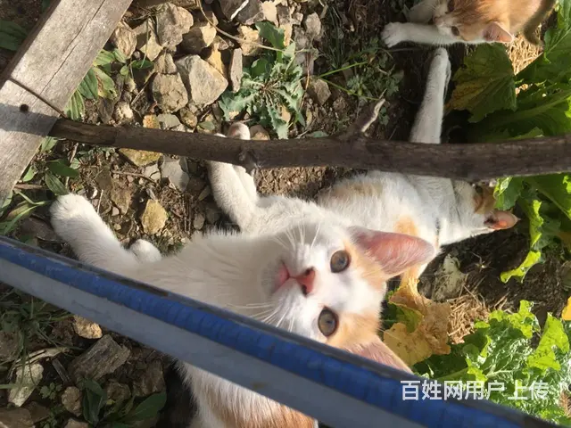 自家繁育小橘猪免费找领养啦的图片