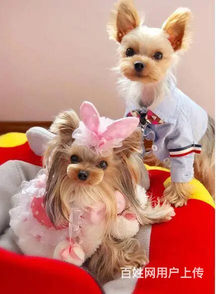 北京 的犬舍出售纯种小体约克夏幼犬 约克夏价格 - 图片 7