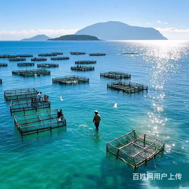【创美】烟台海阳优质养殖海域出租 - 图片 1