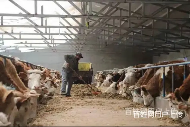 新西兰农场招种植工养殖工包装工采摘工货运司机 - 图片 6
