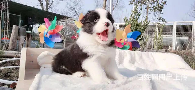 宿迁边境牧羊犬，2-3个月幼犬【益帆边境犬舍】 - 图片 7