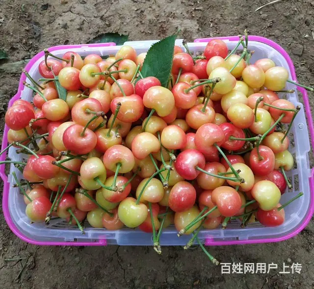 博山池上有机大樱桃采摘 - 图片 4