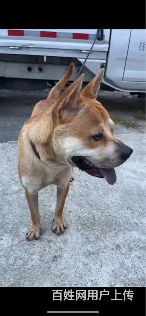 土猎犬 - 图片 2
