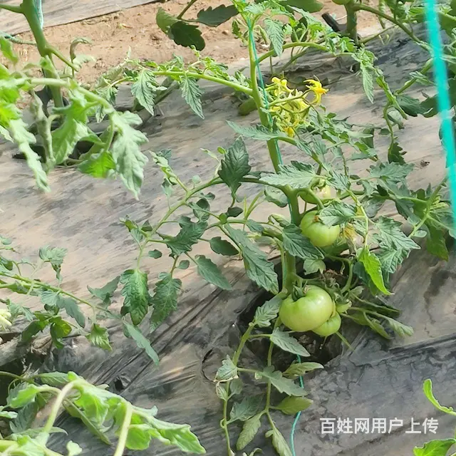温室大棚出租 - 图片 2