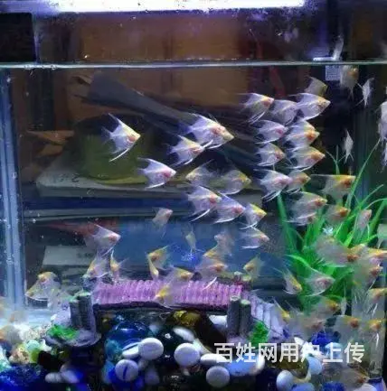 全昆明免费上门鱼缸清洗 鱼缸造景 鱼缸维修 - 图片 9