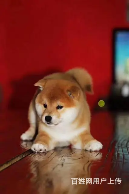 纯种日本柴犬多少钱 北京哪里有卖柴犬 纯种柴犬价格 - 图片 4